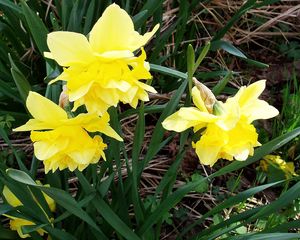 Preview wallpaper flowers, daffodils, yellow, green, spring