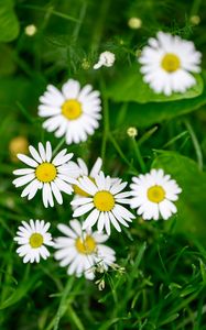 Preview wallpaper flowers, daisies, blur, petals, grass