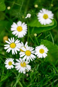 Preview wallpaper flowers, daisies, blur, petals, grass