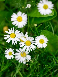 Preview wallpaper flowers, daisies, blur, petals, grass