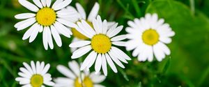 Preview wallpaper flowers, daisies, blur, petals, grass