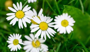 Preview wallpaper flowers, daisies, blur, petals, grass