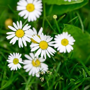 Preview wallpaper flowers, daisies, blur, petals, grass