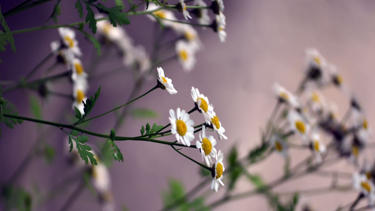 Wallpaper flowers, daisies, blurring