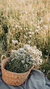 Preview wallpaper flowers, daisies, bouquet, basket, field