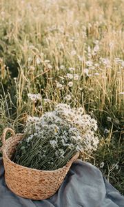 Preview wallpaper flowers, daisies, bouquet, basket, field