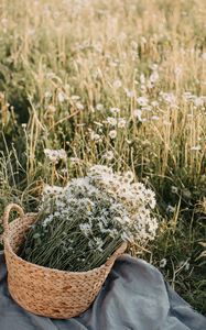 Preview wallpaper flowers, daisies, bouquet, basket, field