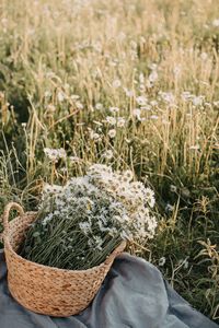 Preview wallpaper flowers, daisies, bouquet, basket, field