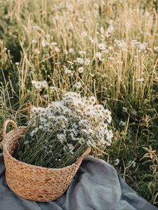 Preview wallpaper flowers, daisies, bouquet, basket, field
