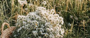 Preview wallpaper flowers, daisies, bouquet, basket, field