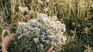 Preview wallpaper flowers, daisies, bouquet, basket, field