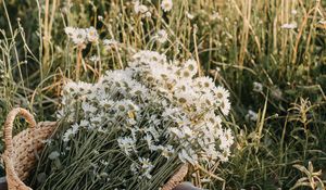 Preview wallpaper flowers, daisies, bouquet, basket, field