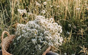 Preview wallpaper flowers, daisies, bouquet, basket, field