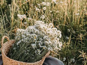 Preview wallpaper flowers, daisies, bouquet, basket, field