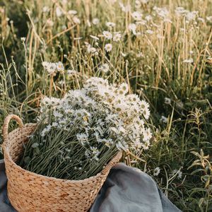 Preview wallpaper flowers, daisies, bouquet, basket, field