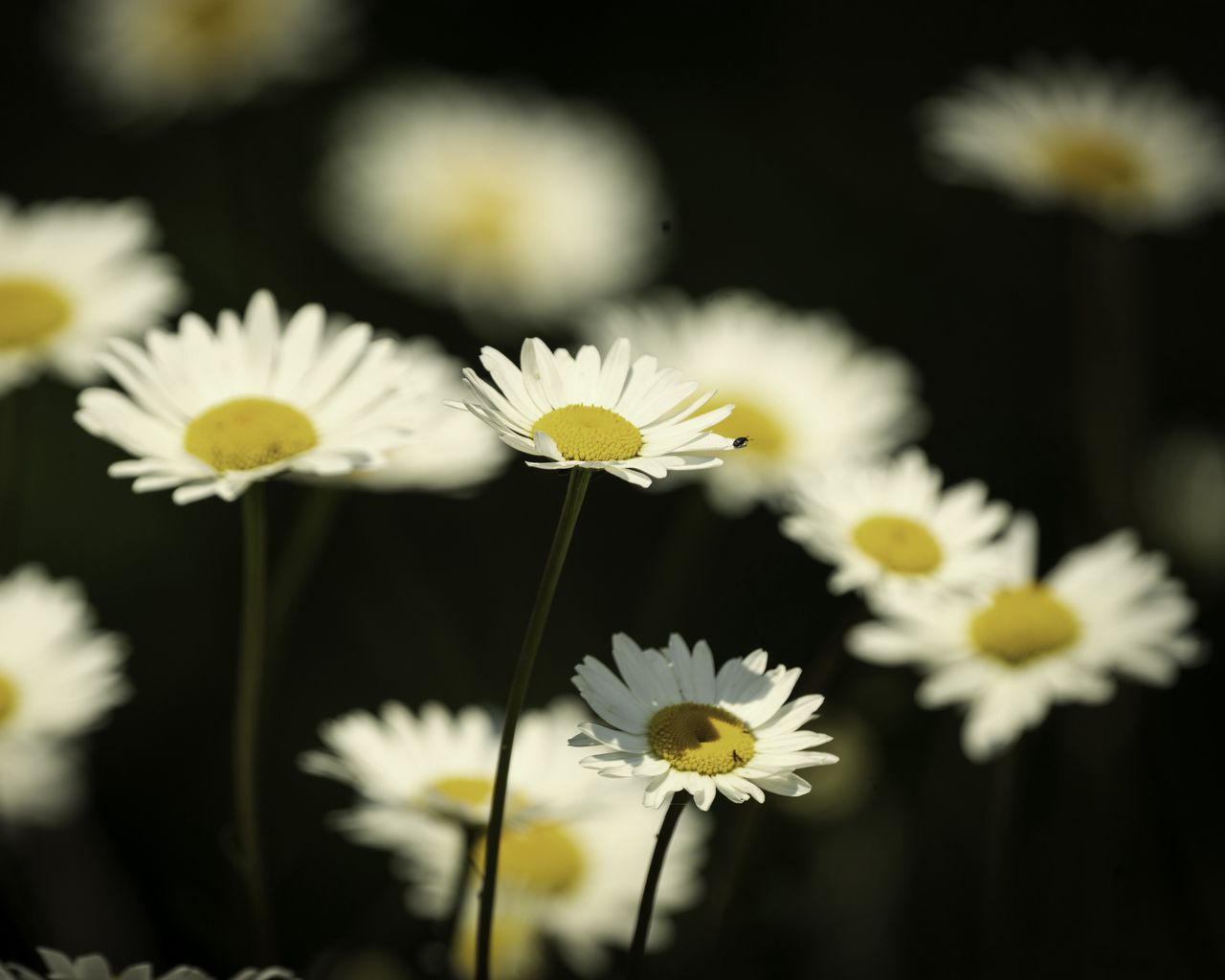 1280x1024 Wallpaper flowers, daisies, field, blur