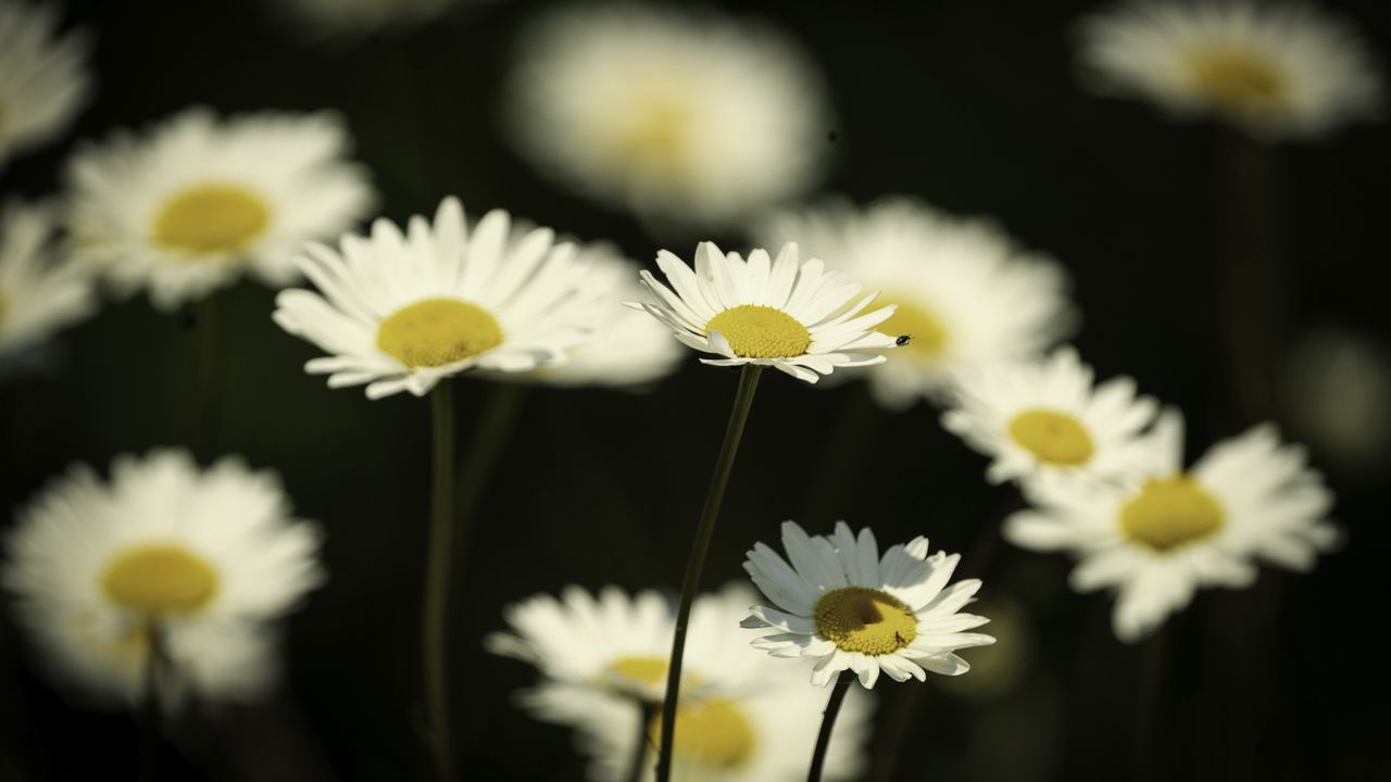Wallpaper flowers, daisies, field, blur