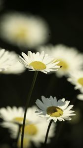 Preview wallpaper flowers, daisies, field, blur