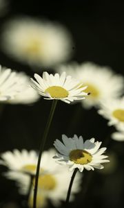 Preview wallpaper flowers, daisies, field, blur