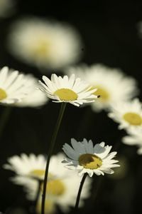 Preview wallpaper flowers, daisies, field, blur