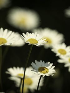 Preview wallpaper flowers, daisies, field, blur
