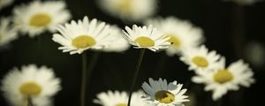Preview wallpaper flowers, daisies, field, blur