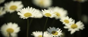 Preview wallpaper flowers, daisies, field, blur