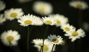 Preview wallpaper flowers, daisies, field, blur