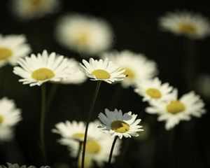 Preview wallpaper flowers, daisies, field, blur