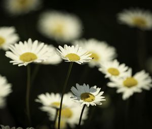 Preview wallpaper flowers, daisies, field, blur