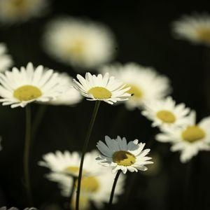 Preview wallpaper flowers, daisies, field, blur