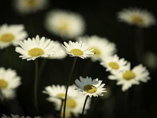 320x240 Wallpaper flowers, daisies, field, blur