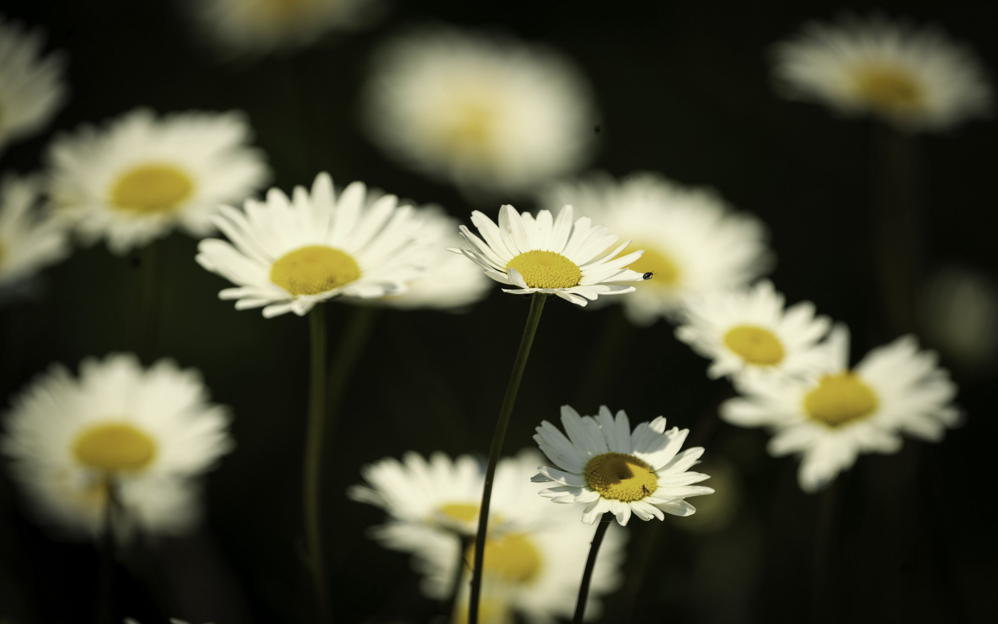 3840x2400 Wallpaper flowers, daisies, field, blur