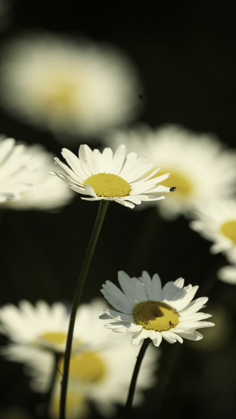800x1420 Wallpaper flowers, daisies, field, blur