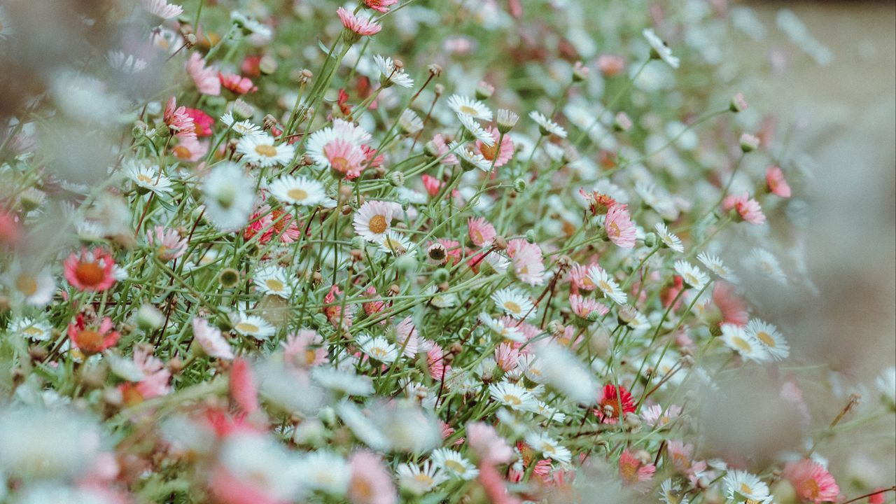 Wallpaper flowers, daisies, flowerbed, white, pink