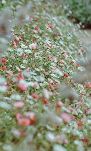 Preview wallpaper flowers, daisies, flowerbed, white, pink