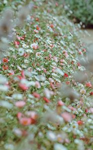 Preview wallpaper flowers, daisies, flowerbed, white, pink