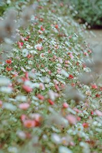 Preview wallpaper flowers, daisies, flowerbed, white, pink