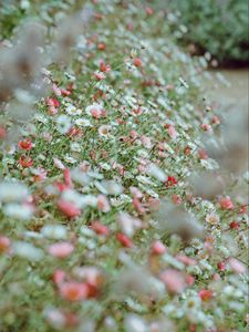 Preview wallpaper flowers, daisies, flowerbed, white, pink