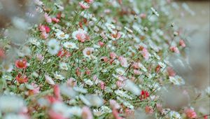 Preview wallpaper flowers, daisies, flowerbed, white, pink