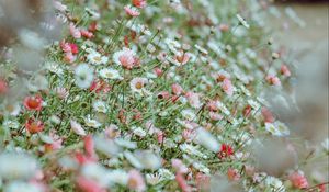 Preview wallpaper flowers, daisies, flowerbed, white, pink