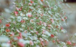 Preview wallpaper flowers, daisies, flowerbed, white, pink