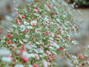 Preview wallpaper flowers, daisies, flowerbed, white, pink