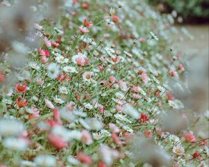 Preview wallpaper flowers, daisies, flowerbed, white, pink