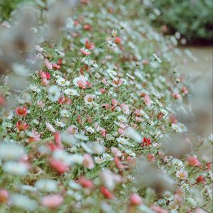 Preview wallpaper flowers, daisies, flowerbed, white, pink