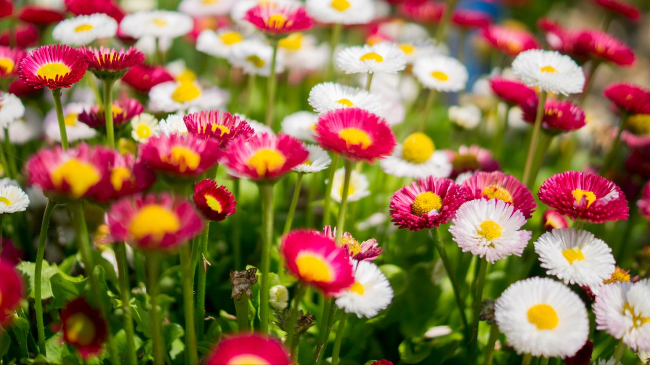 Wallpaper flowers, daisies, glade, colorful