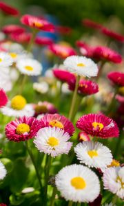 Preview wallpaper flowers, daisies, glade, colorful