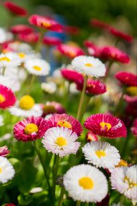 Preview wallpaper flowers, daisies, glade, colorful