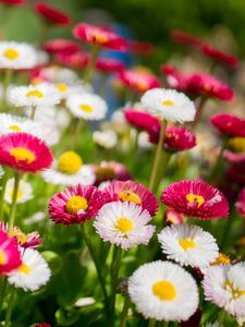 Preview wallpaper flowers, daisies, glade, colorful