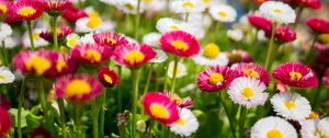 Preview wallpaper flowers, daisies, glade, colorful